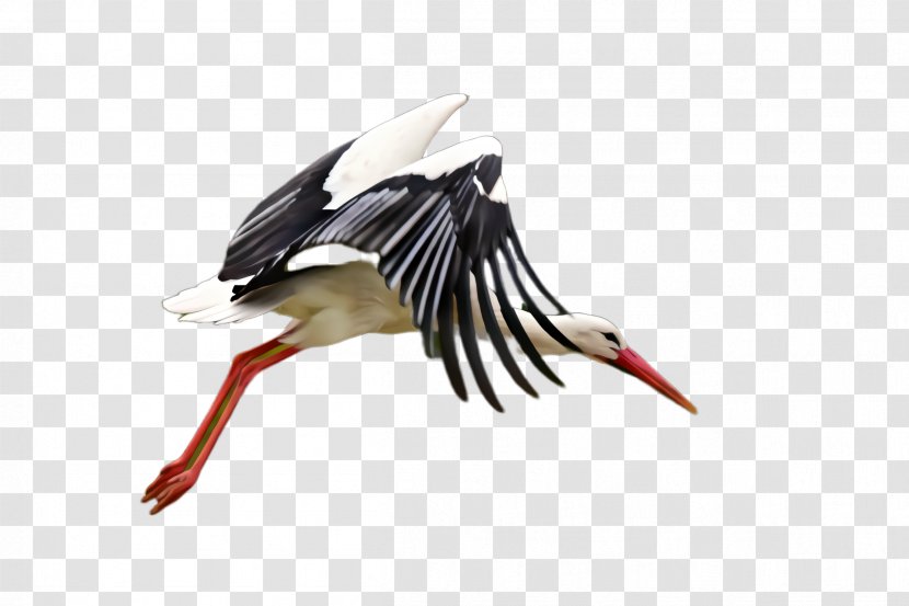 Feather - Ciconiiformes - Black Stork Transparent PNG