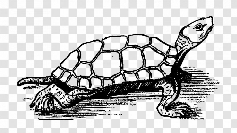 Tortoise Line Art Clip - Box Turtles - Design Transparent PNG