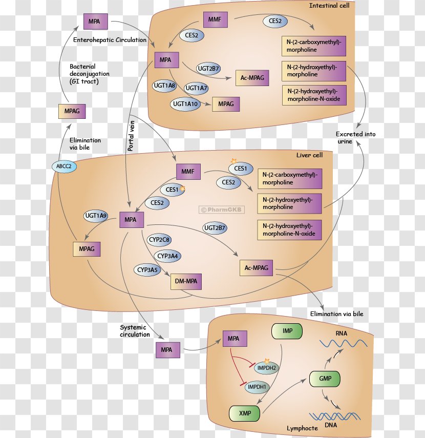 Mycophenolic Acid Tacrolimus Metabolic Pathway IMP Dehydrogenase Pharmacokinetics - Sirolimus - Methemoglobinemia Transparent PNG