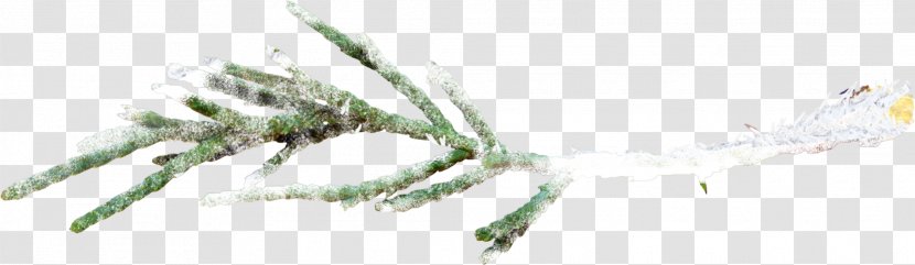 Tree Branch Snow - Flat Snow-covered Transparent PNG