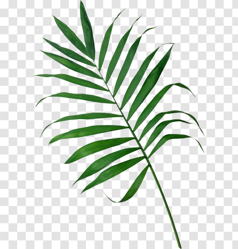 Frond Arecaceae Palm Branch Leaf Clip Art - Grass Transparent PNG