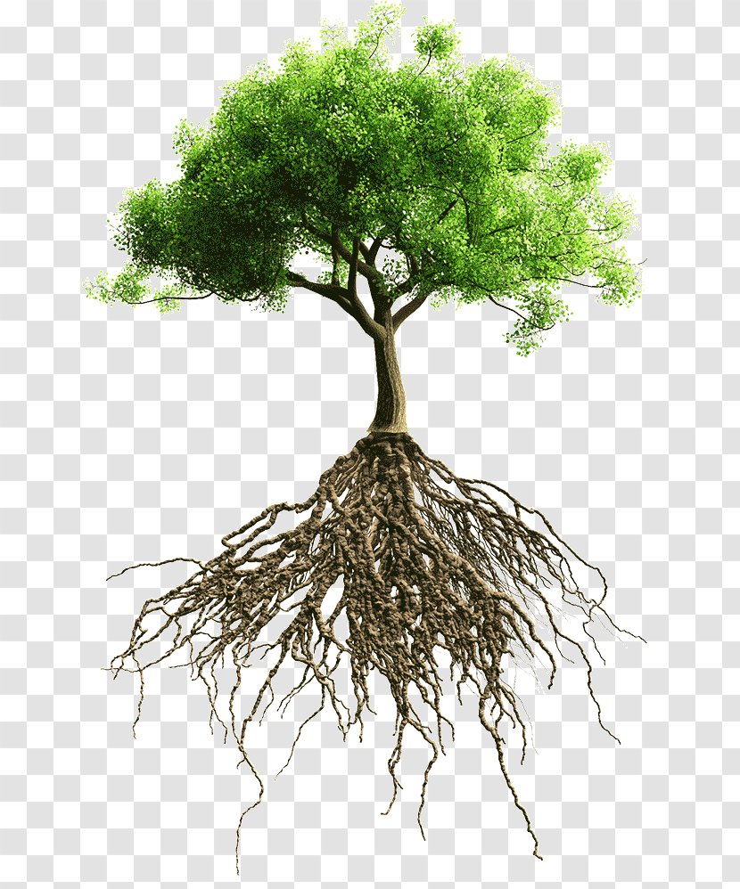 Root Tree Stock Photography - System Transparent PNG