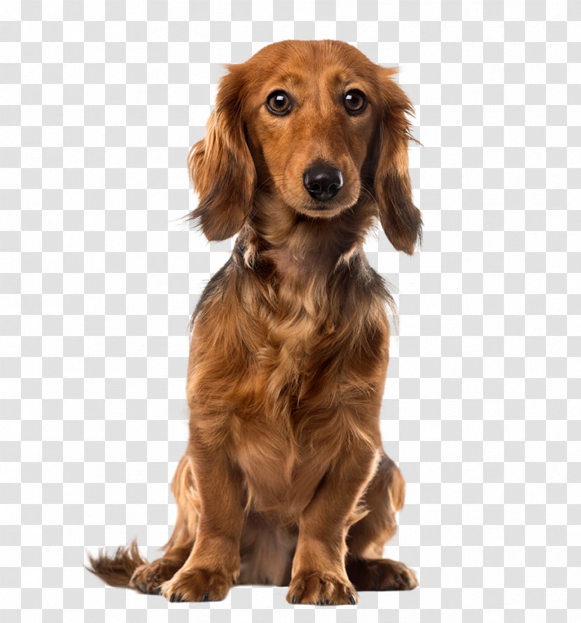 Dachshund Puppy Dog Breed Companion Pet Transparent PNG