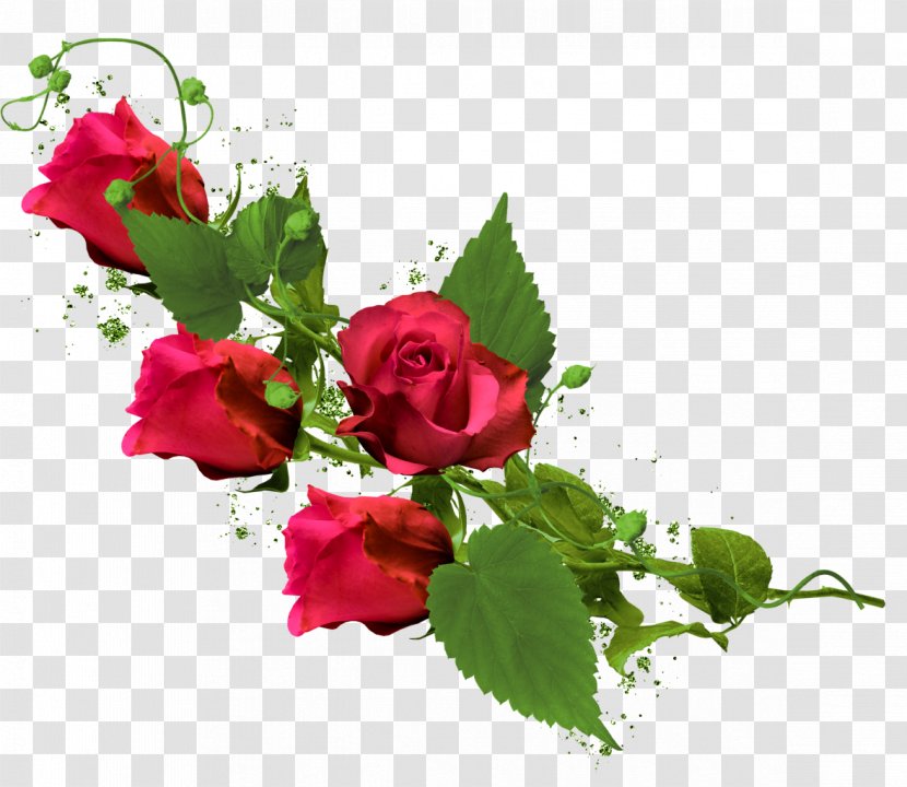 Garden Roses Flower Clip Art - Red - Rose Transparent PNG