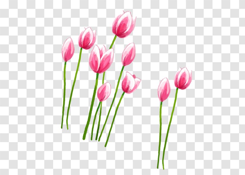 Tulip Petal Pink - Floristry - Tulips Transparent PNG