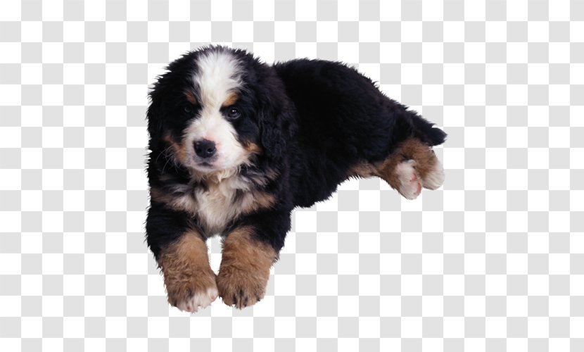 Bernese Mountain Dog Puppy Rottweiler Horoscope Aries Transparent PNG