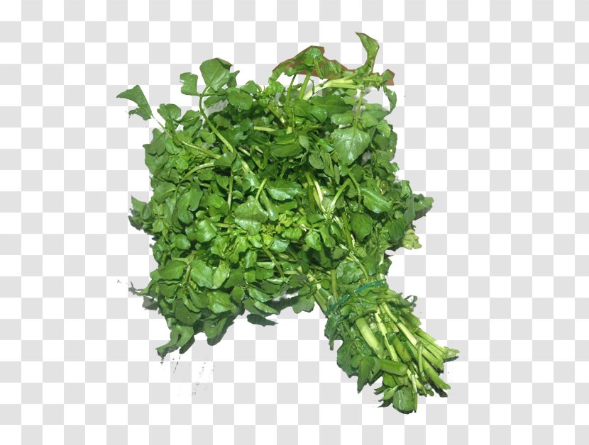 Parsley Watercress Spinach Coriander Spring Greens - Herb - Plant Transparent PNG