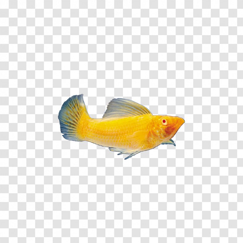 Fish Deep Sea Creature Marine Biology - Insects, Transparent PNG