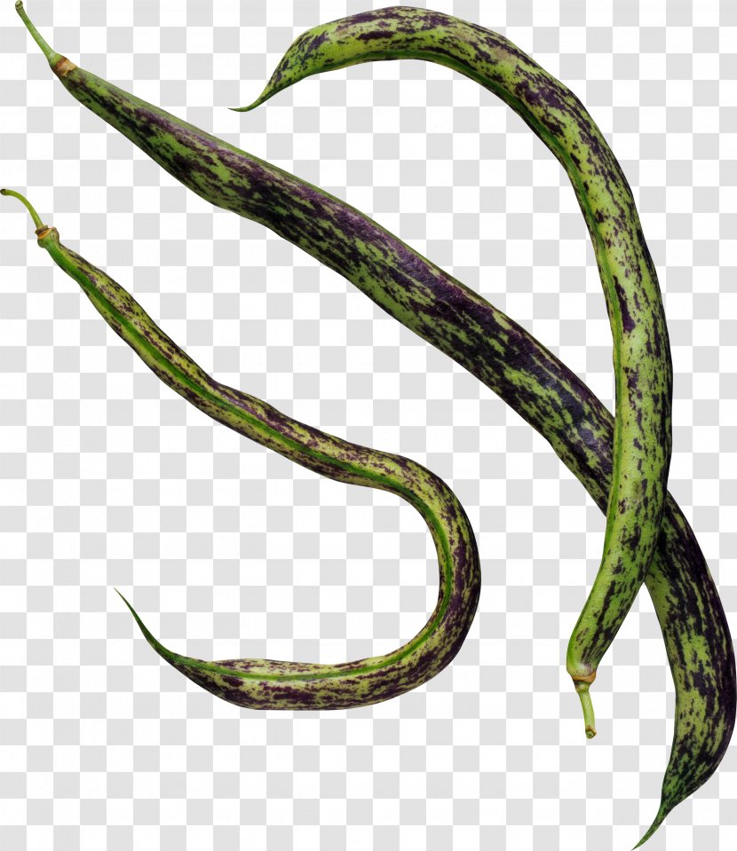 Common Bean Food - Reptile - Vegetable Transparent PNG