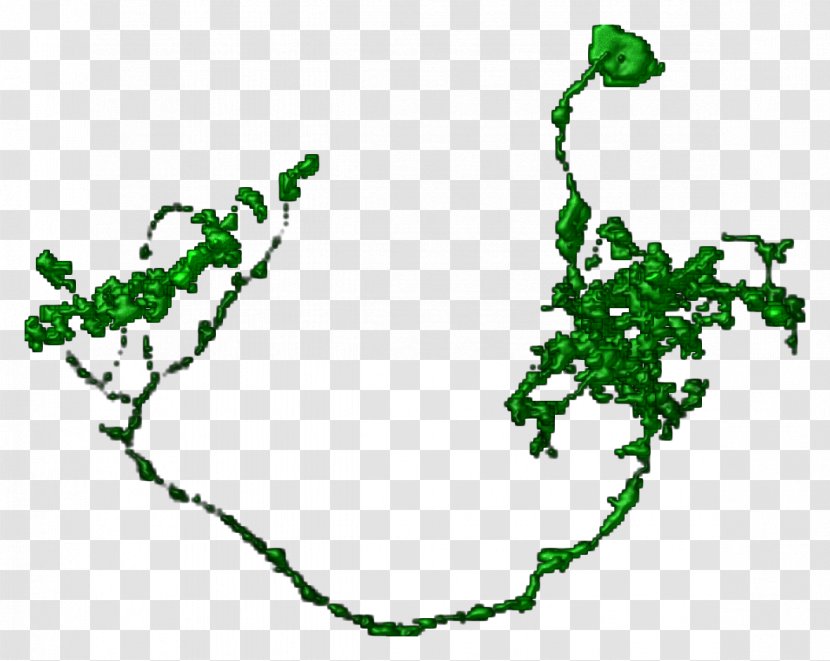 Clip Art Leaf Plant Stem Grape Line - Segmentation Map Transparent PNG