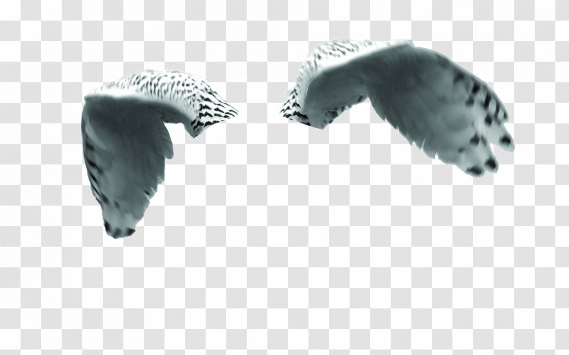 Owl Bird Of Prey Vertebrate Falcon - Peregrine Transparent PNG
