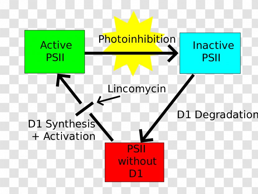 Light Photoinhibition Photosystem II Photosynthesis - Diagram - Photosynthetic Efficiency Transparent PNG