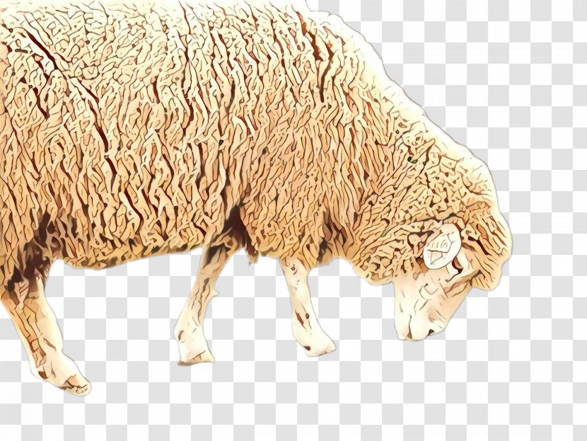 Cartoon Sheep - South Korea - Wool Animal Figure Transparent PNG