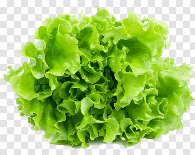 Iceberg Lettuce Leaf Vegetable Salad Romaine Endive - Spring Greens Transparent PNG