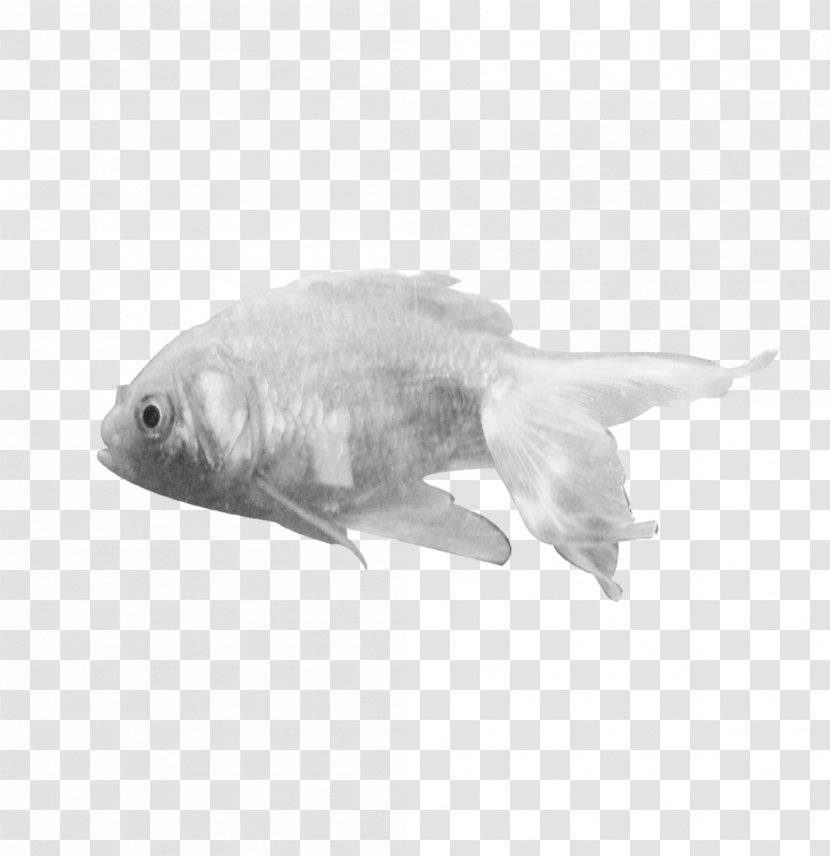 Shark Tropical Fish Marine Biology Clip Art - Tail Transparent PNG