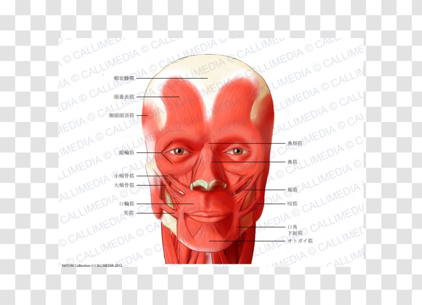 Muscle Head And Neck Anatomy Muscular System - Cartoon - Silhouette Transparent PNG