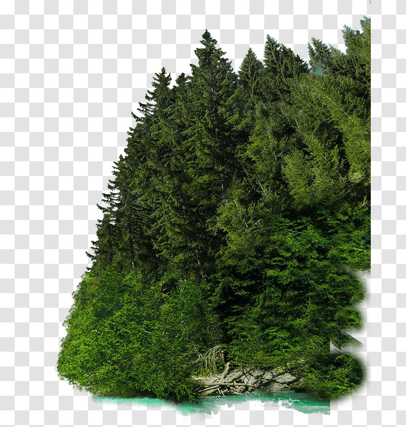 Glacier Express St. Moritz Spruce Train Fir - Woody Plant Transparent PNG