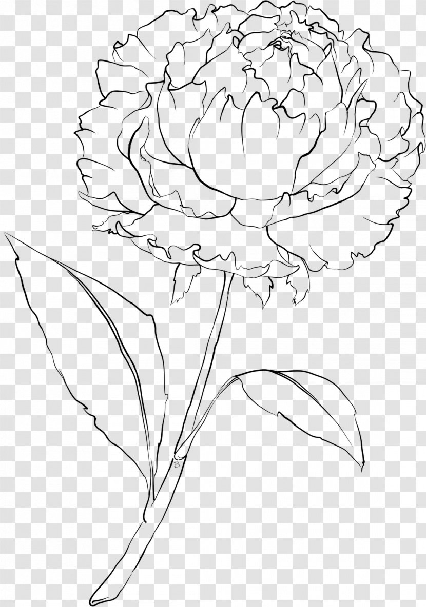 Carnation Drawing Flower Line Art - White - Subshrubby Peony Transparent PNG