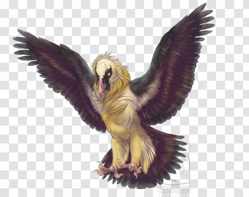 Fauna Beak Wildlife - Bird - Bearded Vulture Transparent PNG