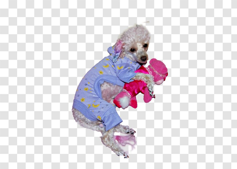 Poodle Puppy Companion Dog Breed Pet - Carnivora Transparent PNG