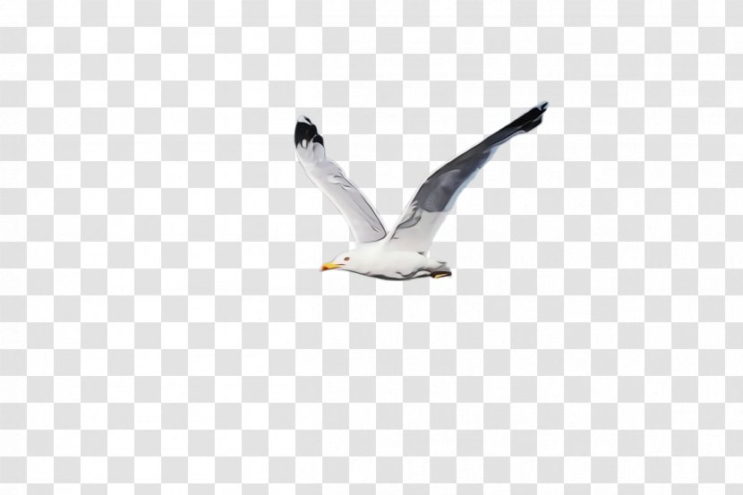 Bird White Gull Beak Seabird - European Herring - Water Great Blackbacked Transparent PNG