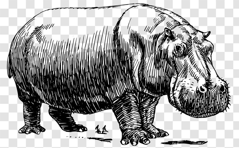 Hippopotamus Rhinoceros Clip Art - Pig Transparent PNG