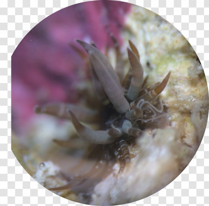 Aiptasia Pulchella Crab Sea Anemone Reef Aquarium - Flower Transparent PNG