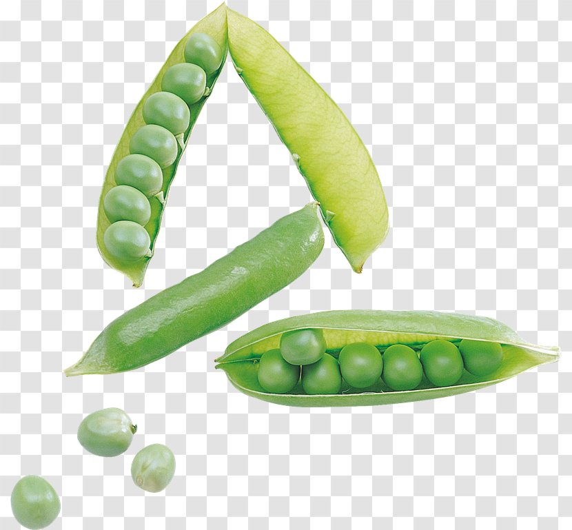 Snap Pea Snow Pigeon Clip Art - Vegetable - Rg Transparent PNG