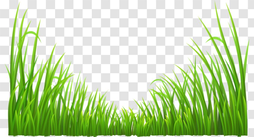 Green Plant Grass - Family - Background Transparent PNG