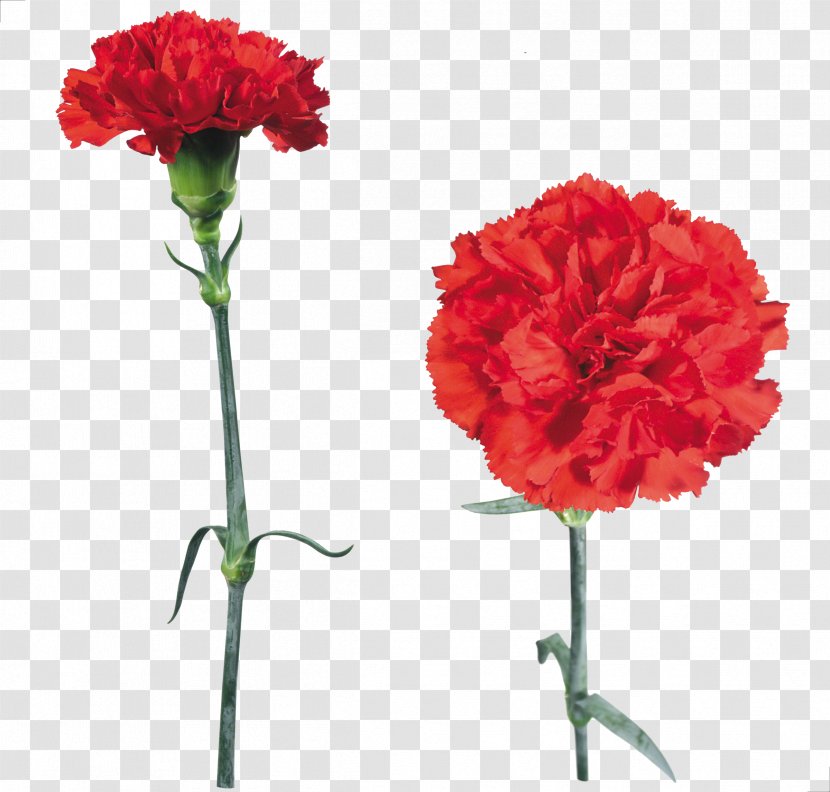 Clip Art Clove Carnation Flower Transparent PNG