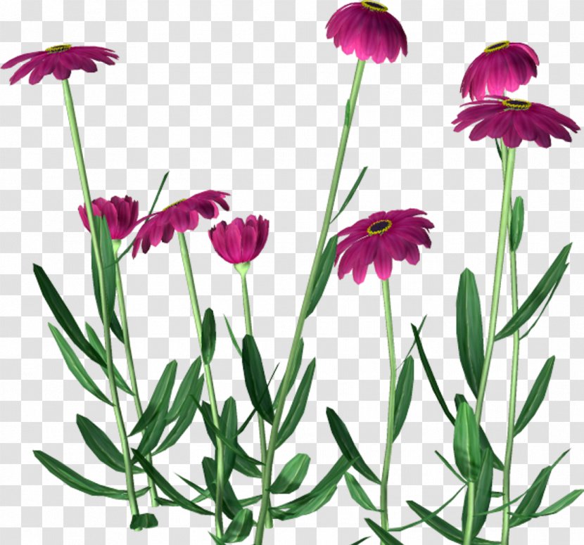 Flower Clip Art - Common Daisy - Dandelion Transparent PNG