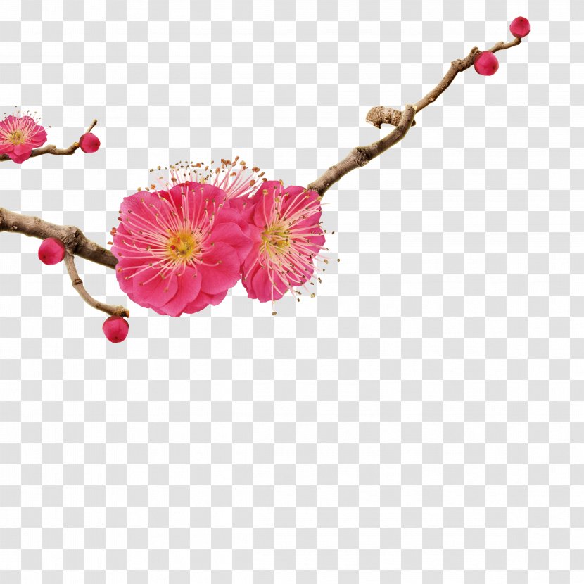 Apricot Icon - Blossom Transparent PNG