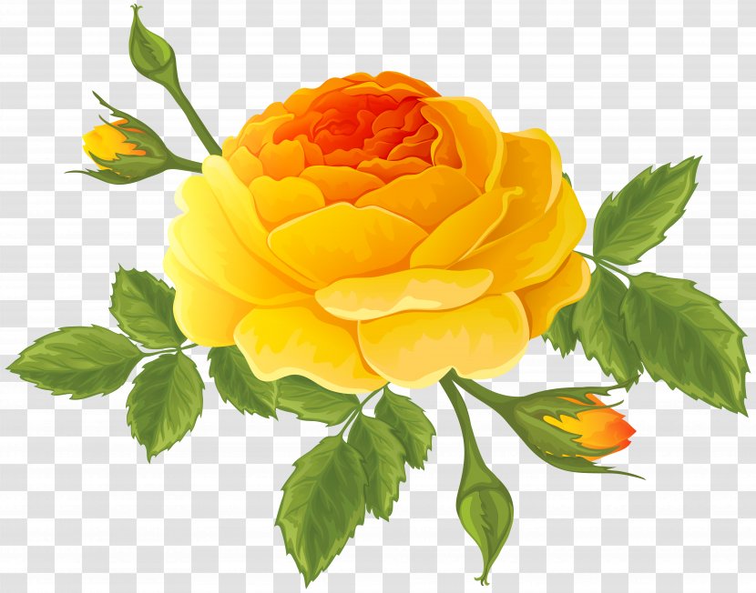 Garden Roses Centifolia Cruz Ramirez Clip Art - Petal - Orange Rose With Buds Image Transparent PNG