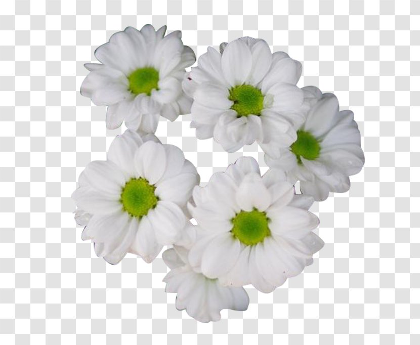 Chrysanthemum Xd7grandiflorum Tea Clip Art - Gerbera - Hang White Picture Material Transparent PNG