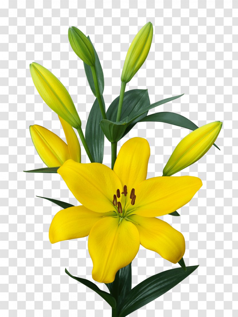 Golden Nugget Las Vegas Lilium Yellow Bulb Embryophyta - Lilies Transparent PNG