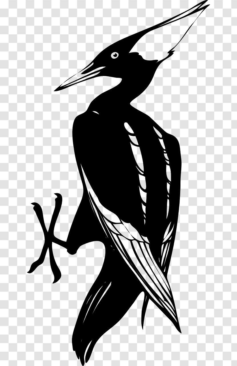 Woody Woodpecker Ivory-billed Clip Art - Bird - The Junior Woodchucks Transparent PNG