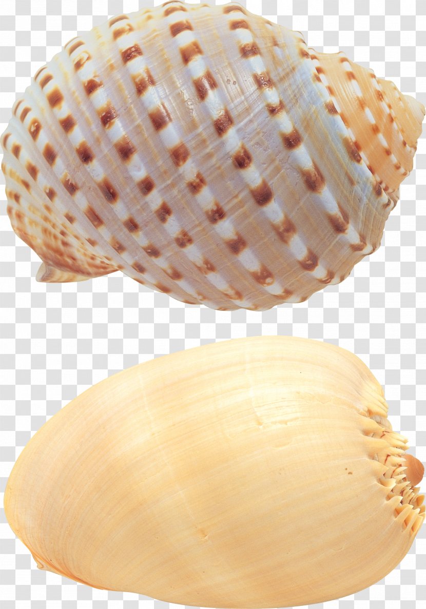 Seafood Cockle Plateau De Fruits Mer - Seashell Transparent PNG
