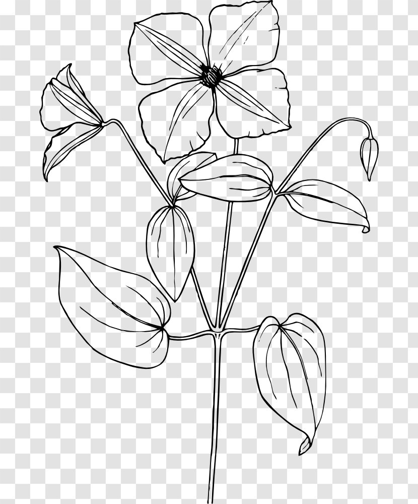 Drawing Flower Clip Art - Petal Transparent PNG