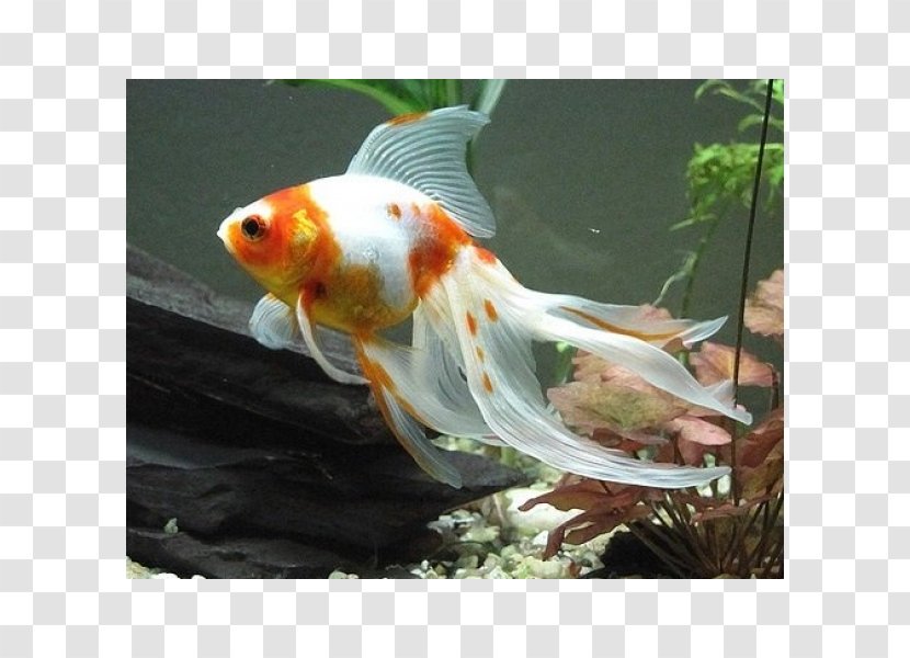 Veiltail Common Goldfish Koi Aquarium - Juvenile Fish Transparent PNG