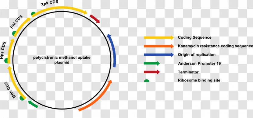 International Genetically Engineered Machine Plasmid Bacteria E. Coli - Gene - Aachen Transparent PNG