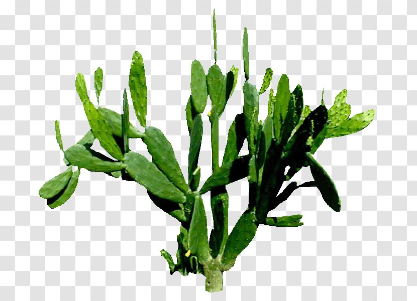 Cactaceae Plant Download Illustration - Vegetable - Cactus Transparent PNG