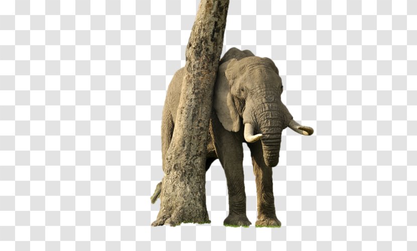 Desktop Wallpaper Elephantidae African Elephant - Fauna - Widescreen Transparent PNG