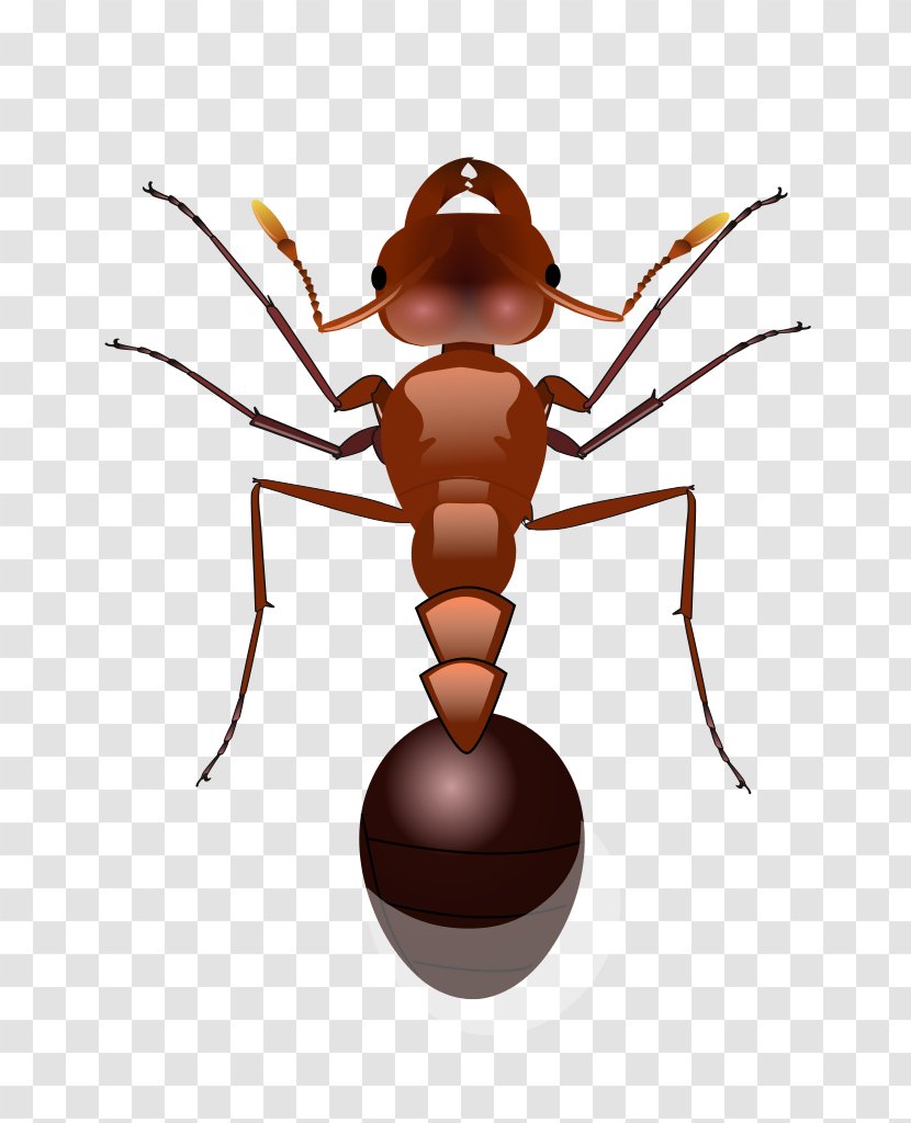 Red Imported Fire Ant Clip Art - Ants Transparent PNG