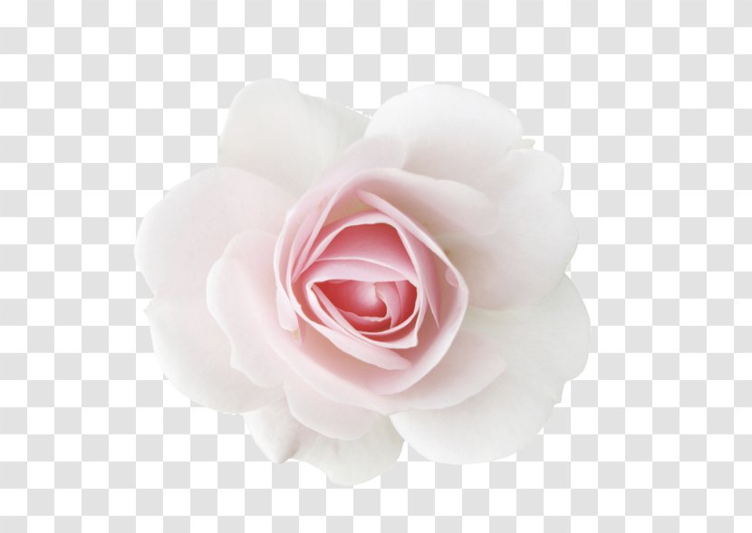 Garden Roses Centifolia Cut Flowers Beach Rose - Floribunda - Flower Transparent PNG