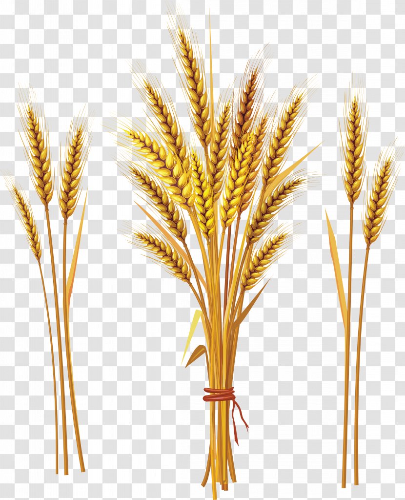 Emmer Khorasan Wheat Cereal Ear Tiller - Grass Transparent PNG