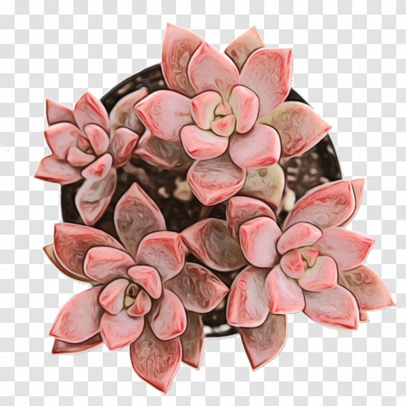 Pink Flower Cartoon - Rose - Stonecrop Family Petal Transparent PNG