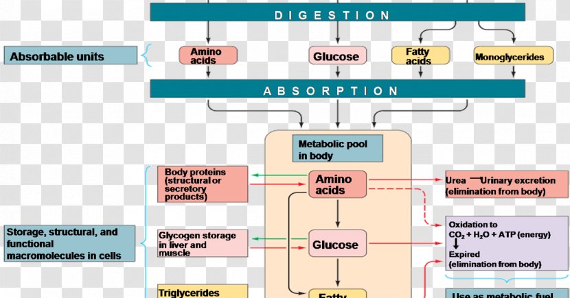 Nutrient Metabolism Carbohydrate Metabolic Pathway Fatty Acid Transparent PNG