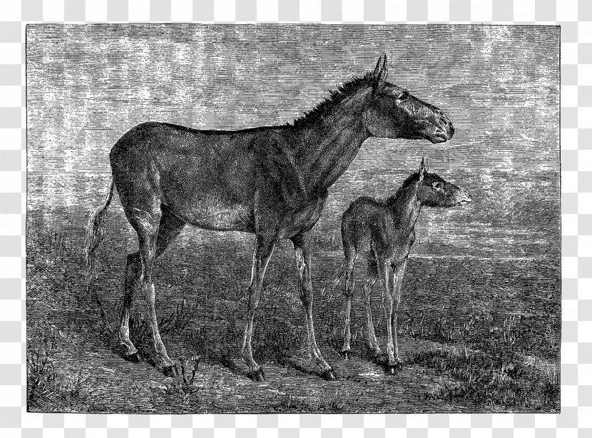 Mare Mule Foal Mustang Stallion - Donkey Transparent PNG
