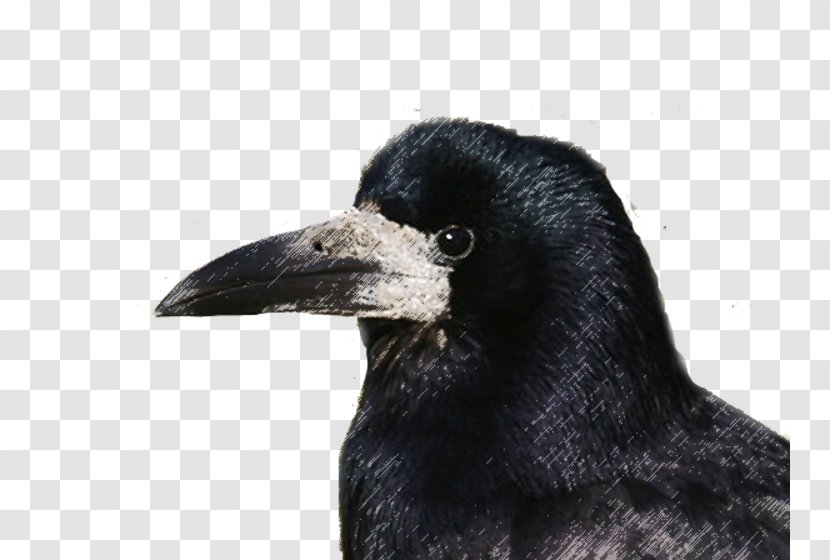 Rook American Crow Die Saatkrähe Bird New Caledonian Transparent PNG