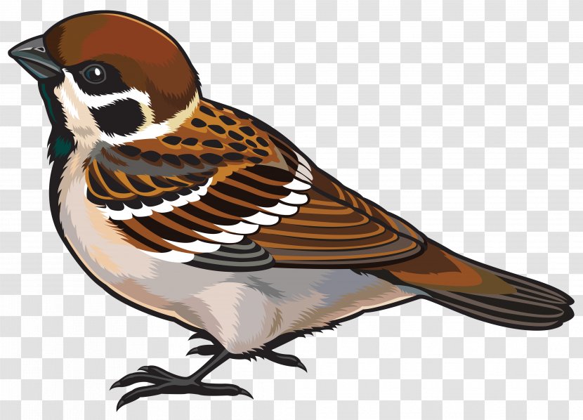 House Sparrow Bird Clip Art - Wing Transparent PNG